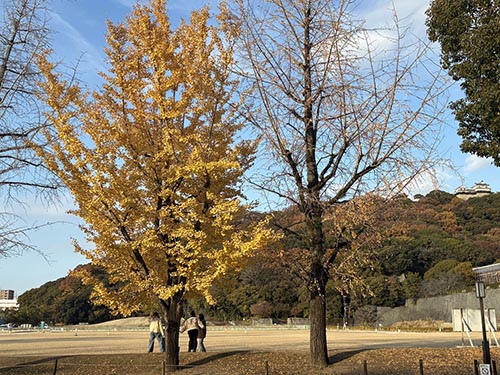 冬晴れの松山城③