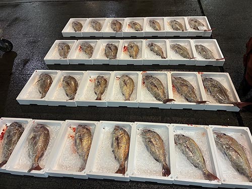 松山市三津水産市場初セリ③